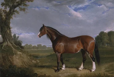 Un étalon Clydesdale